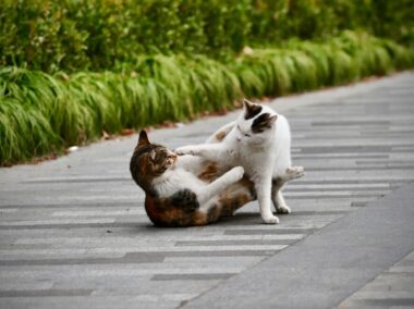 {{brizy_dc_image_alt entityId=