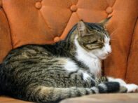 {{brizy_dc_image_alt entityId=