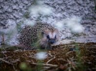 {{brizy_dc_image_alt entityId=