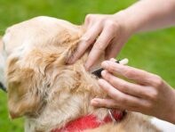 {{brizy_dc_image_alt entityId=